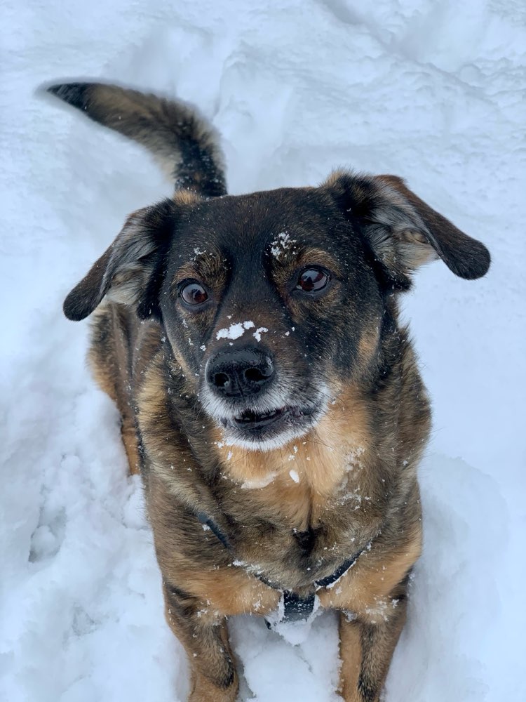 Hundetreffen-Biete Betreuung und Gassi gehen an-Profilbild