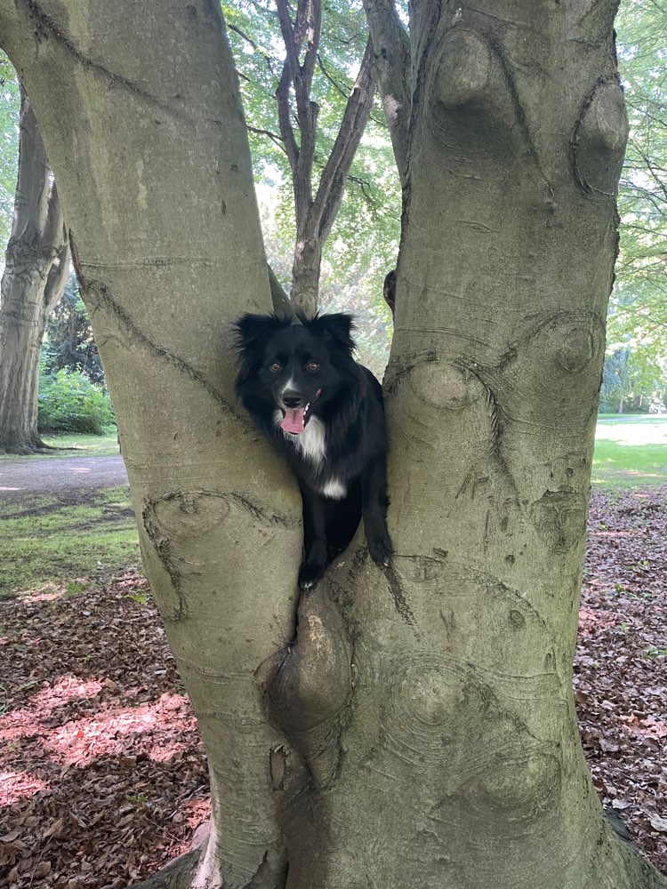 Hundetreffen-Suche neue Freunde/Trainingspartner-Profilbild