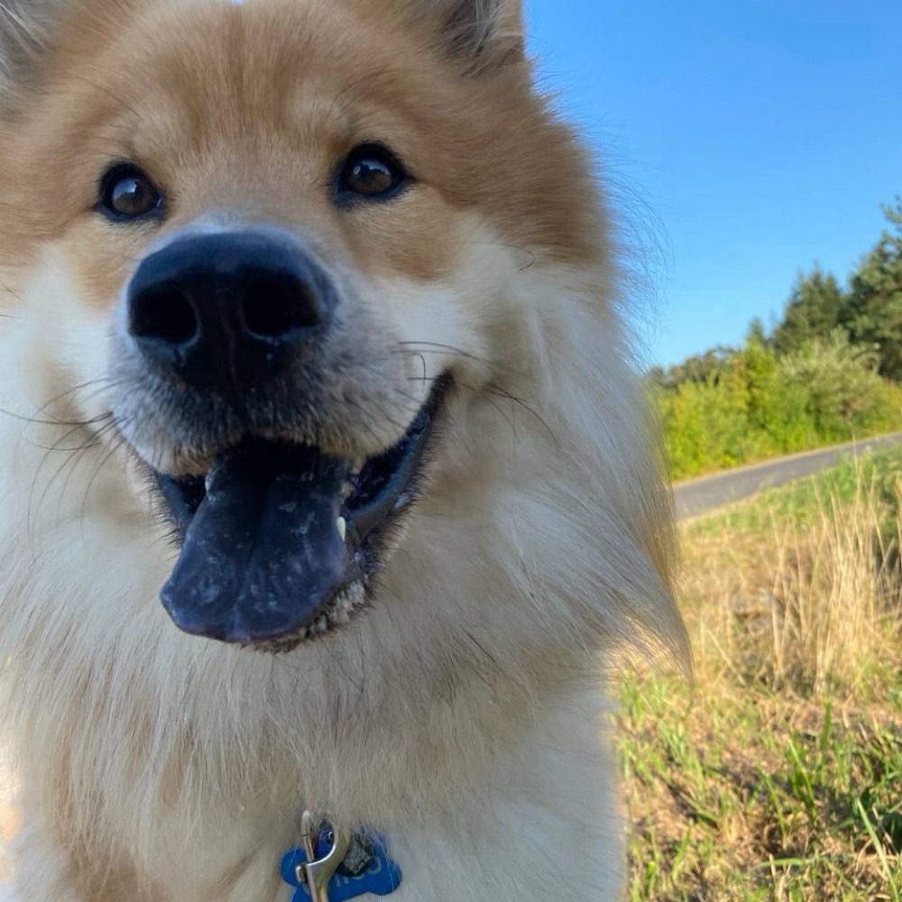 Hundetreffen-Hundekumpel zum spielen und spazieren gehen gesucht :)-Profilbild