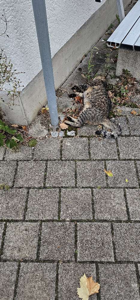 Giftköder-Tote Katze-Profilbild