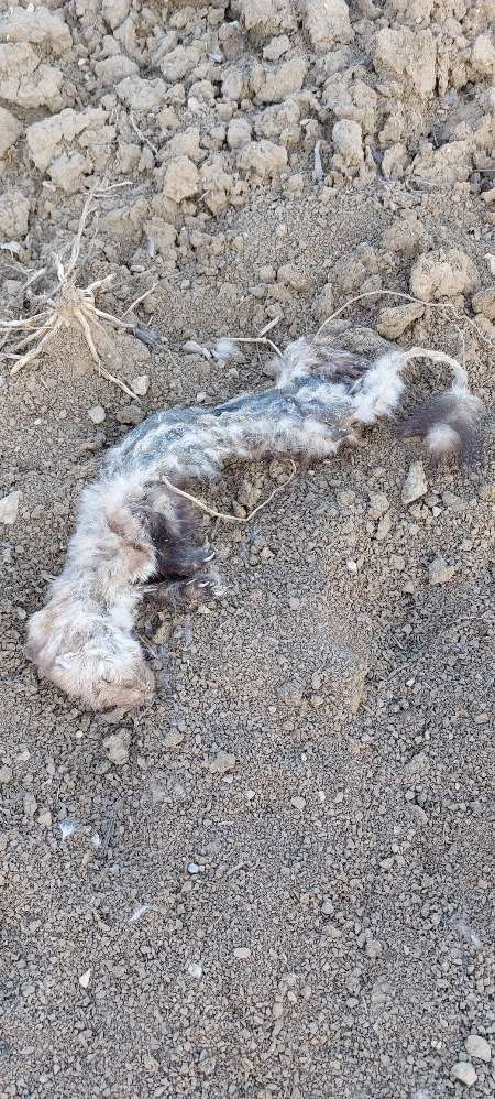 Giftköder-Toter Marder-Profilbild