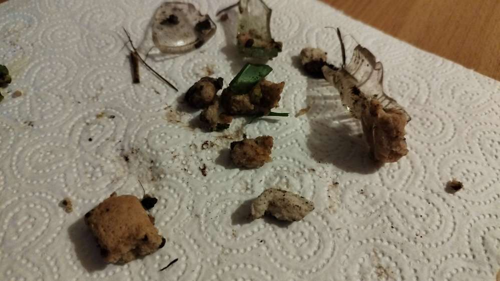 Giftköder-Brot mit Glasscherben-Profilbild