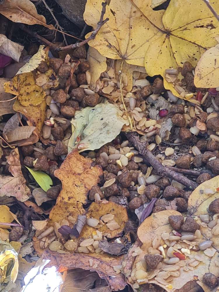 Giftköder-Evtl Giftköder-Profilbild