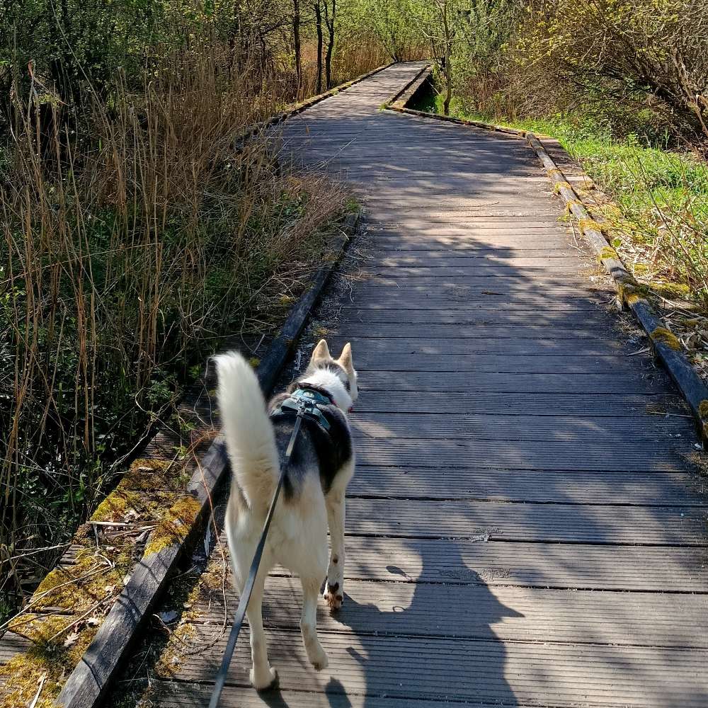 Hundetreffen-Kumpel zum spielen und Gassi gehen gesucht-Profilbild