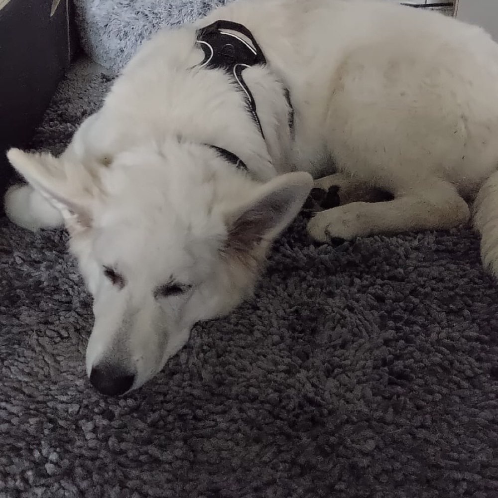 Hundetreffen-Gassi Runde Fürth Odenwald-Profilbild