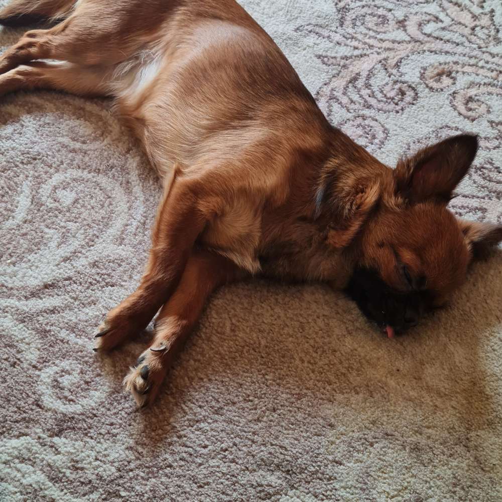 Hundetreffen-Hundetreffen(kleine hunde)-Profilbild