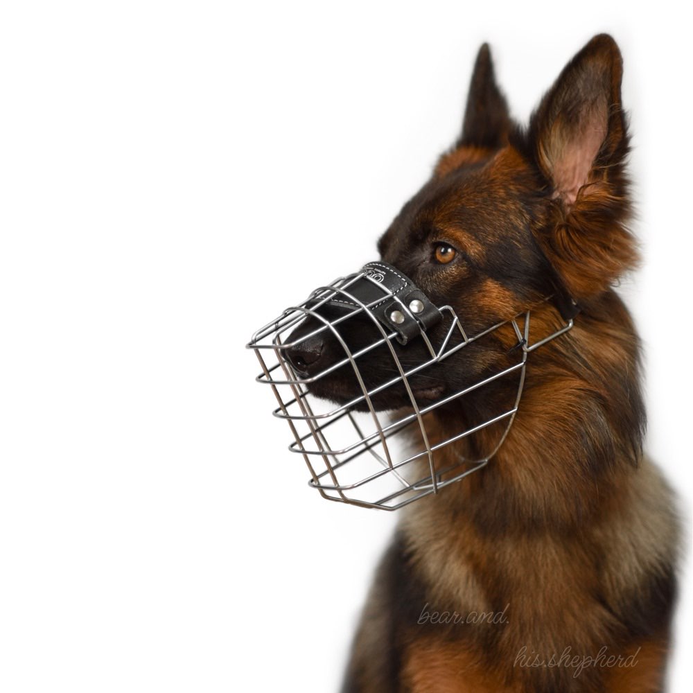 Hundetreffen-Trainingstreff-Profilbild