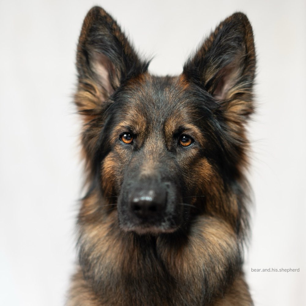 Hundetreffen-Trainingstreff-Profilbild
