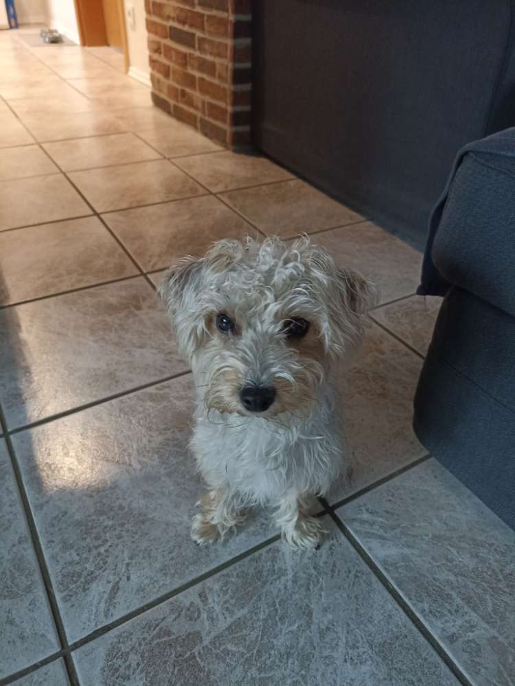 Hundetreffen-Sari sucht Hunde Freunde-Profilbild