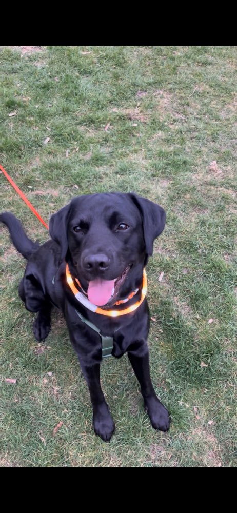 Hundetreffen-Spielen und toben 🐶-Profilbild