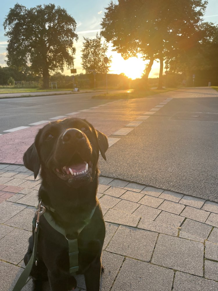 Hundetreffen-Gemeinsames Gassi-Gehen mit Milo-Profilbild