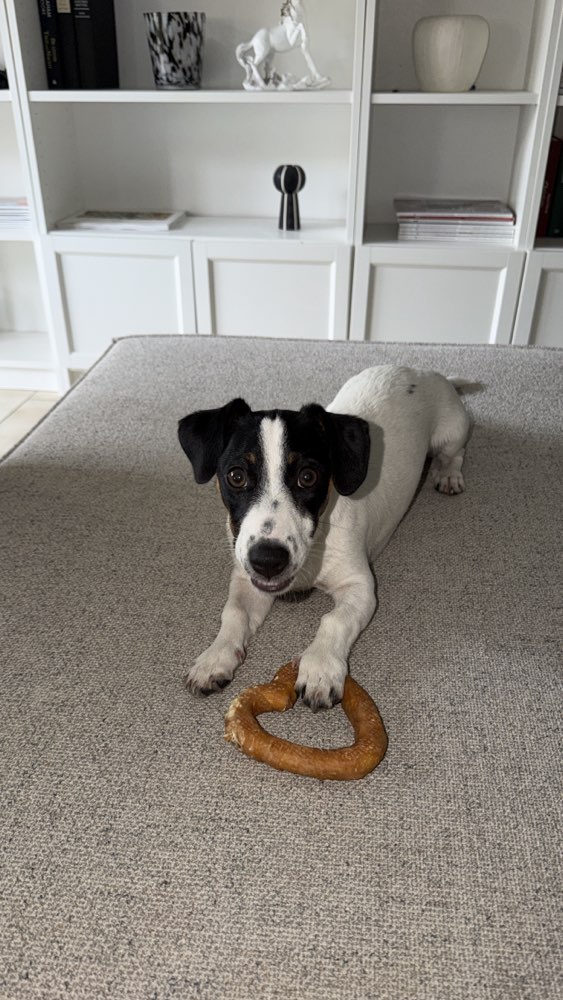 Hundetreffen-Welpentreffen oder aktive Hunde 🐕-Profilbild