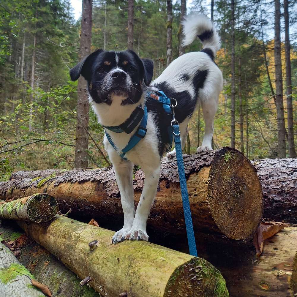 Hundetreffen-Gassi gehen / Hundefreunde finden-Profilbild