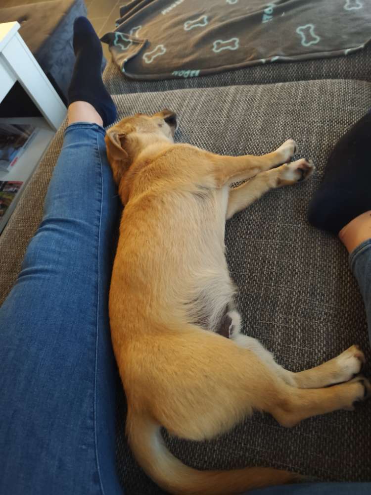 Hundetreffen-Gassirunde und Freunde finden für spiki-Profilbild