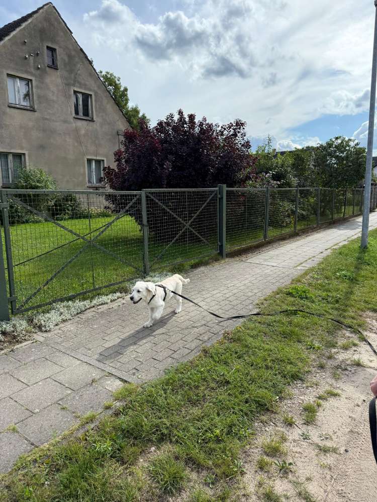 Hundetreffen-Spiel-und Socialrunde-Profilbild