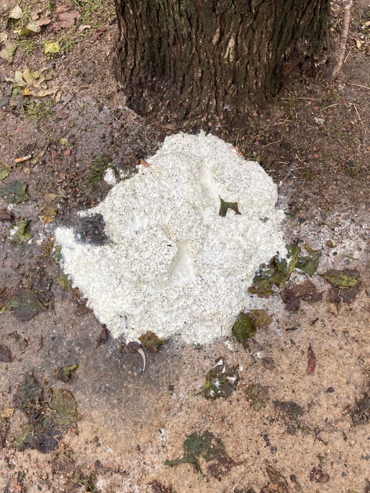 Giftköder-Weiße schmierige Masse-Profilbild