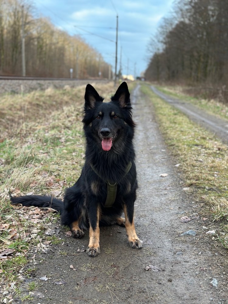 Hundetreffen-Trainingspartner gesucht / Social Walk / Begegnungstraining-Profilbild