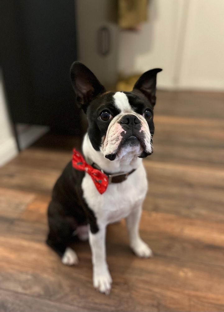 Hundetreffen-Social Walk-Profilbild