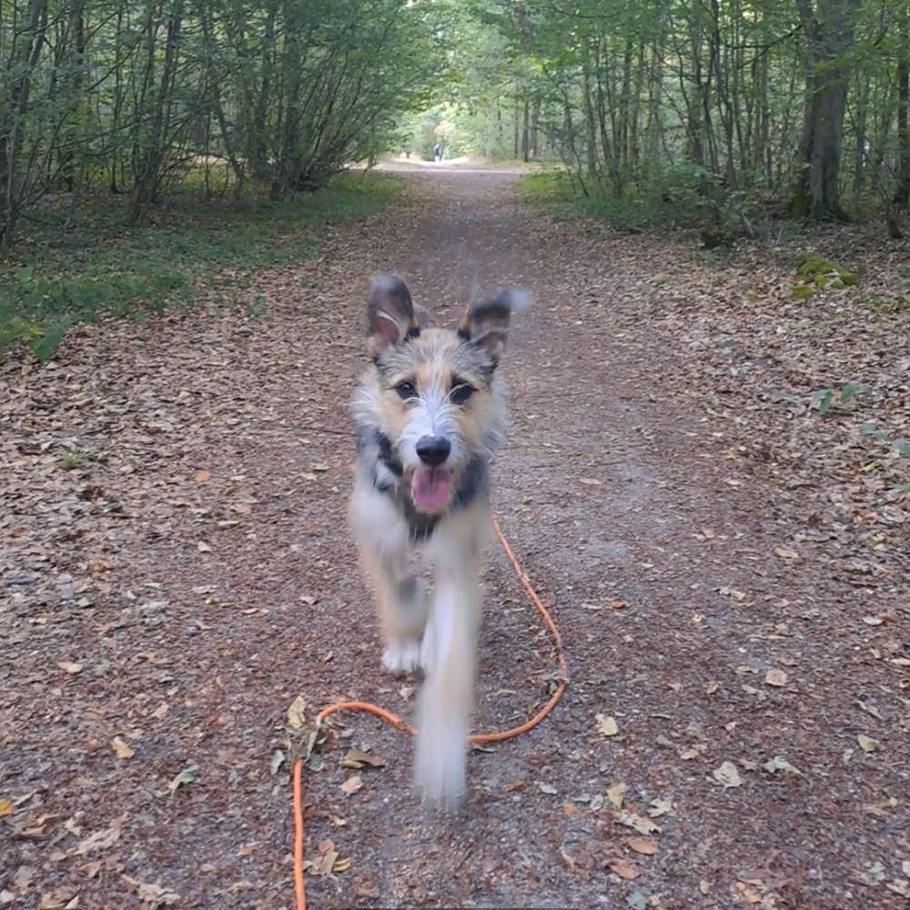 Hundetreffen-🐾 Spiel- & Gassipartner gesucht 🐾-Profilbild