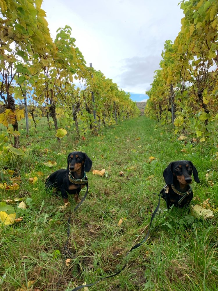 Hundetreffen-Social Walk& entspanntes Gassi gehen-Profilbild