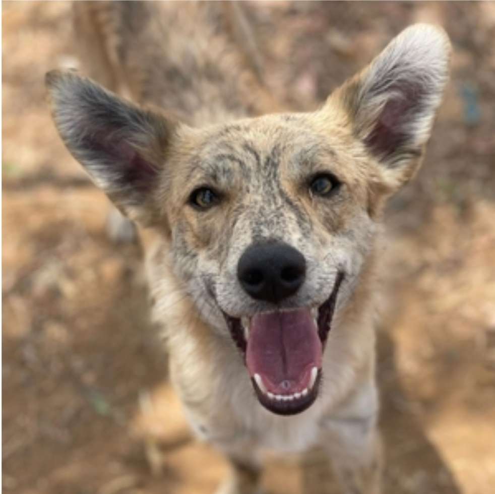 Hundetreffen-Hundebegegnung / Spiel im Garten-Profilbild