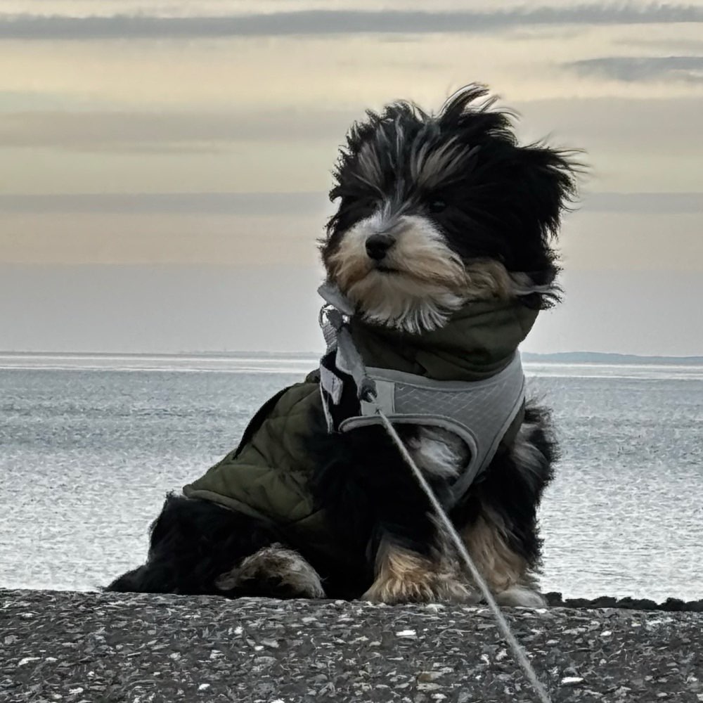 Hundetreffen-Welpen/ Junghunde Gassitreff Norden-Profilbild