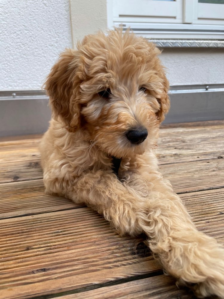 Hundetreffen-Welpentreff (Neuhausen/Olympiapark/englischer Garten)-Profilbild