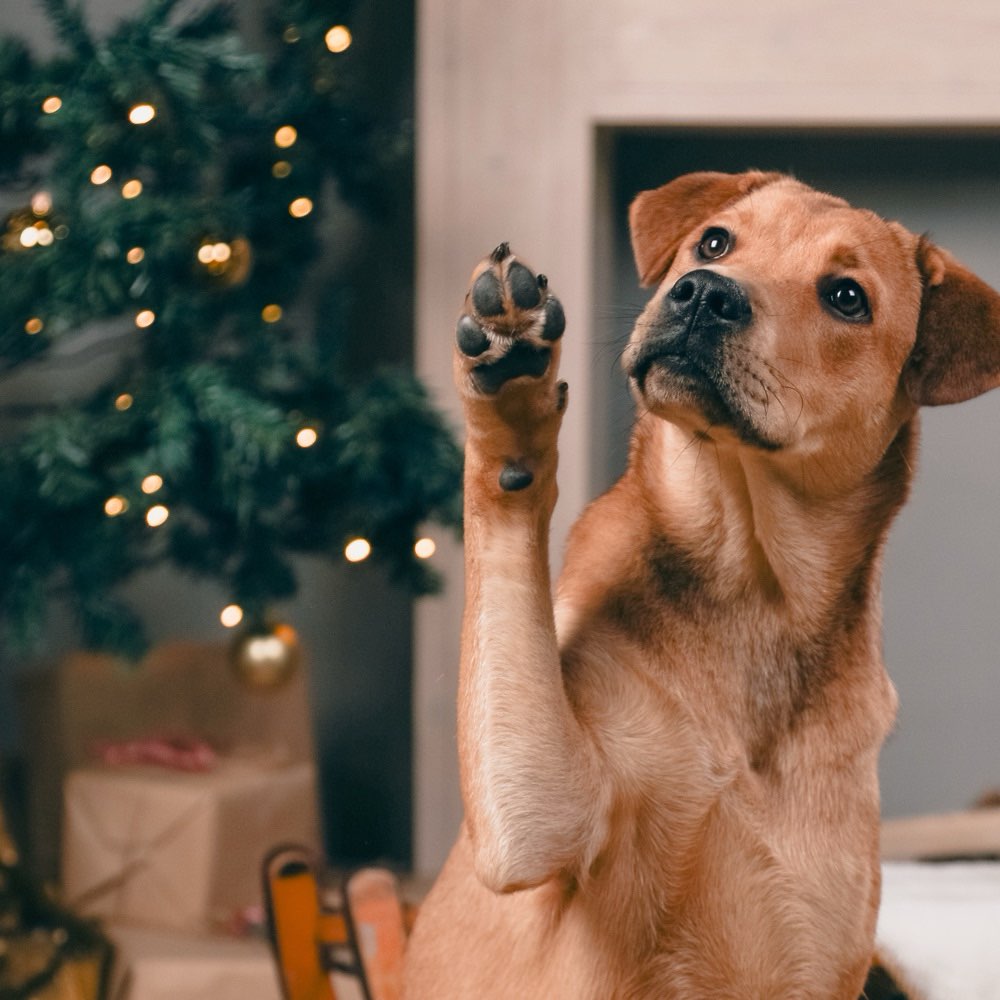 Hundetreffen-Spielfreundinnen-Profilbild