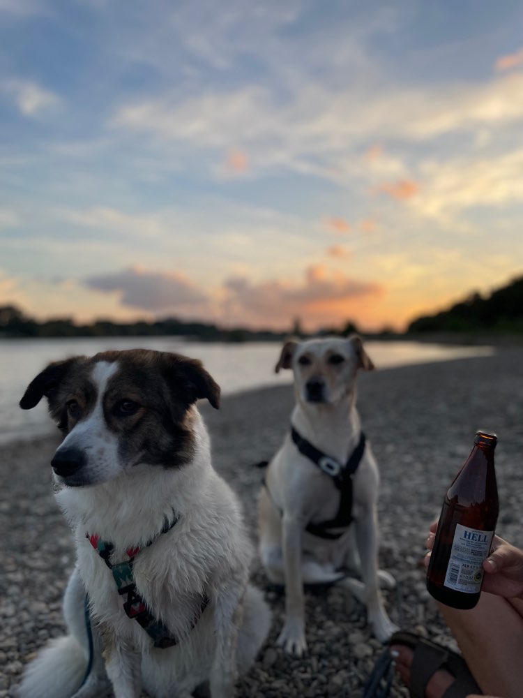 Hundetreffen-Spiel- und Spazierfreunde gesucht-Profilbild