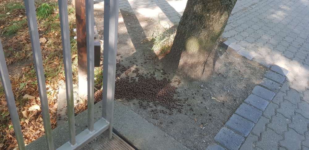 Giftköder-Ausgestreutes Futter-Profilbild