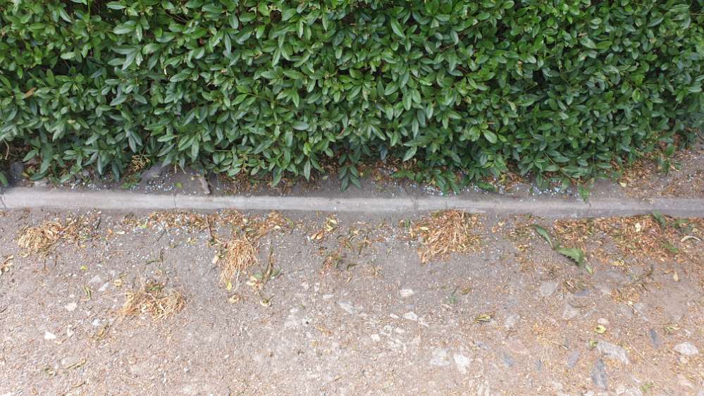 Giftköder-Blaukorn auf Gehweg-Profilbild