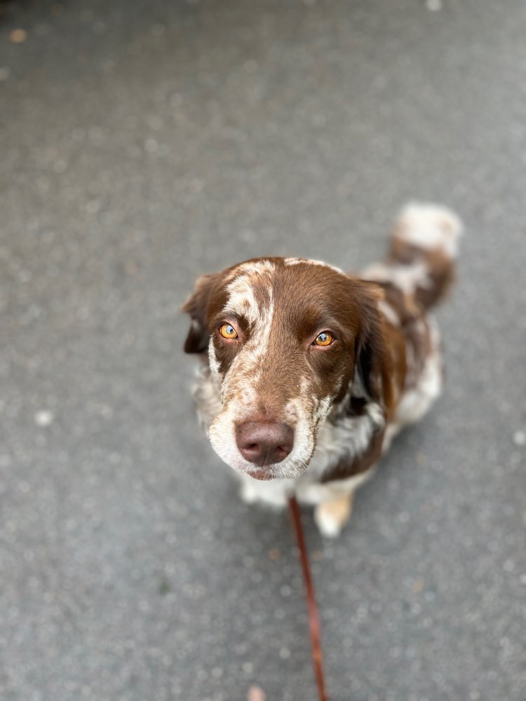 Hundetreffen-Mutti-Hund-Walk-Profilbild