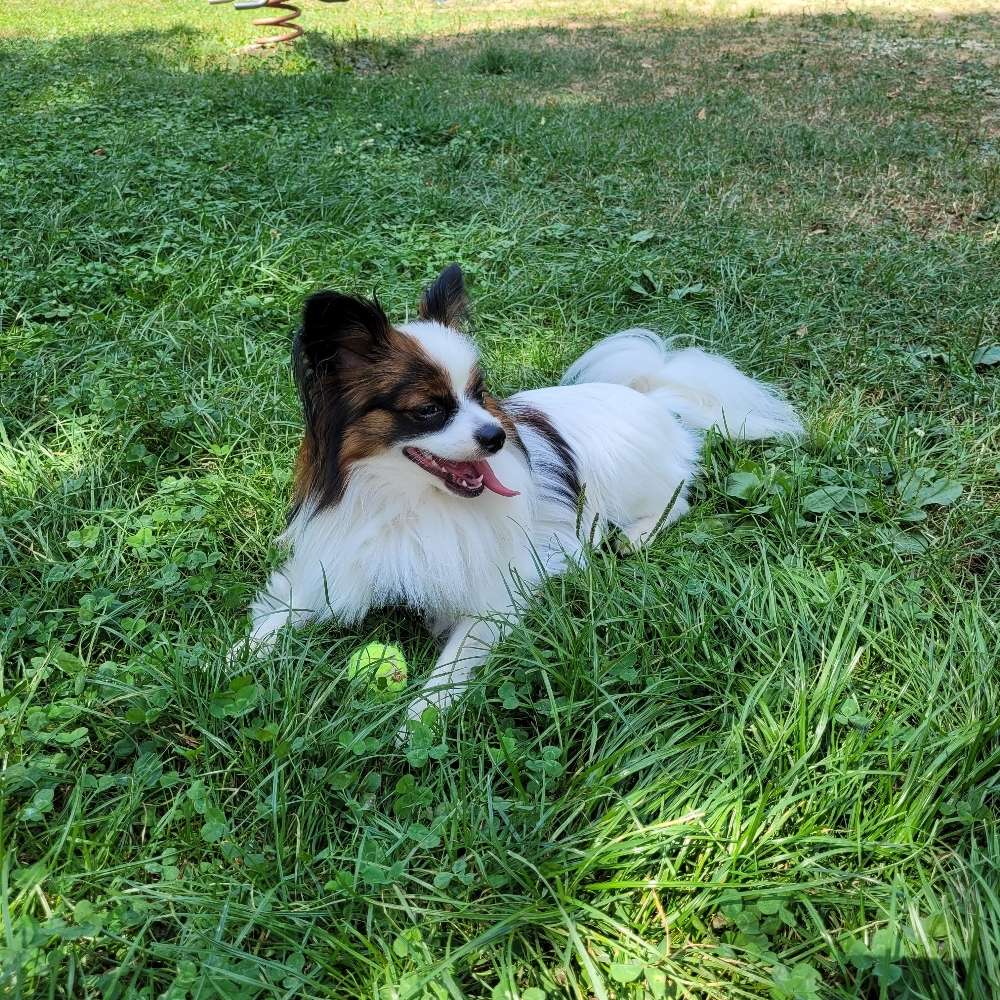 Hundetreffen-Gassi- und Spielrunde im Münchner Norden-Profilbild