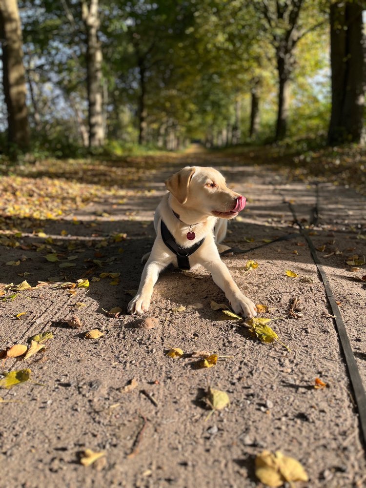 Hundetreffen-Gassi/ Spieltreffen 🐶🌳🐕🌳🐩-Profilbild