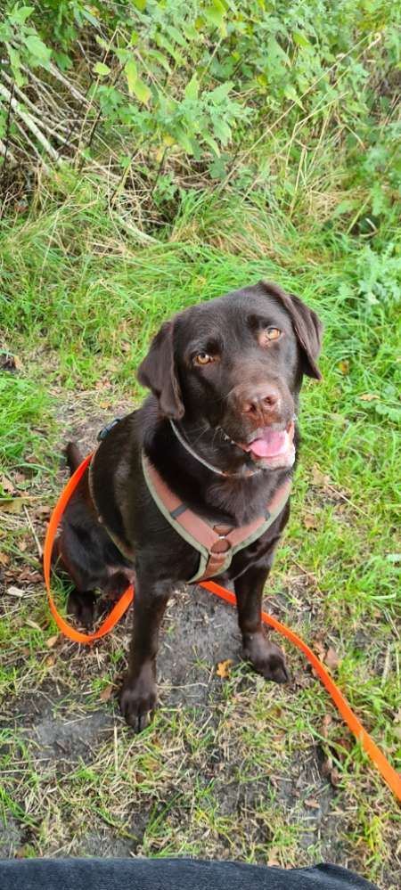 Hundetreffen-Gassi und/oder Spielrunde-Profilbild