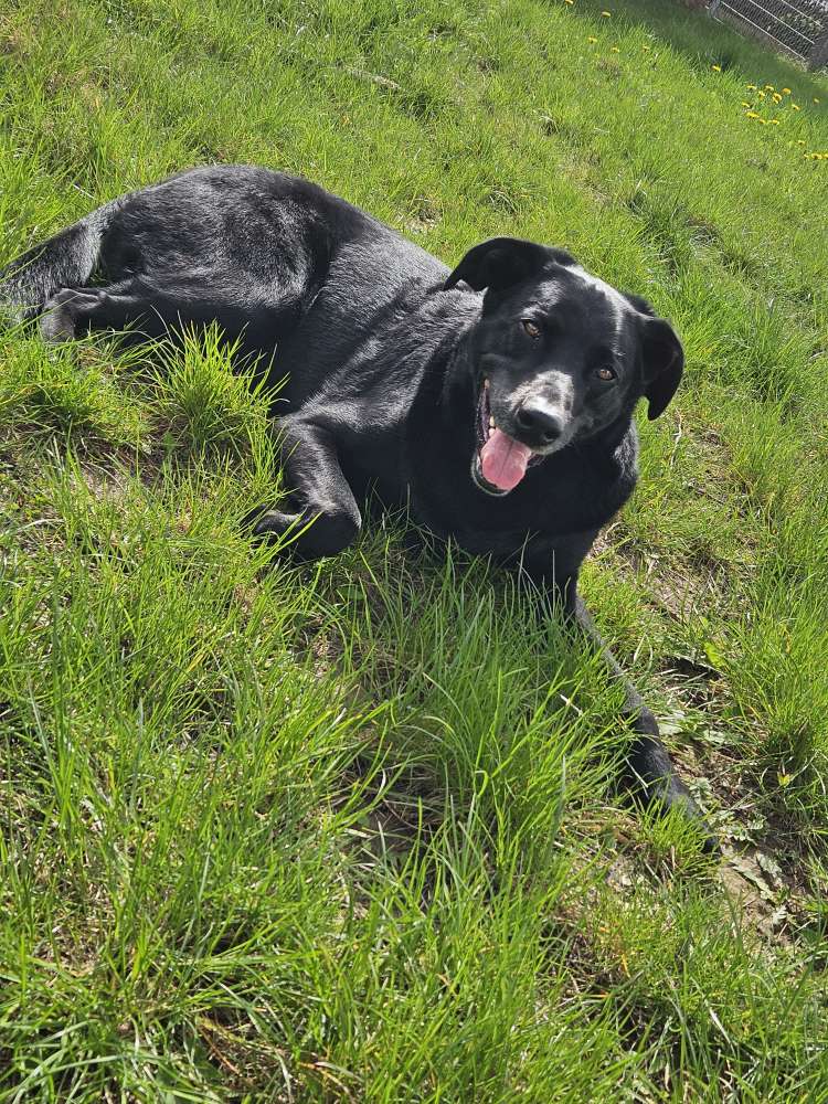 Hundetreffen-Hundetreffen, spielen und ähnliches-Profilbild