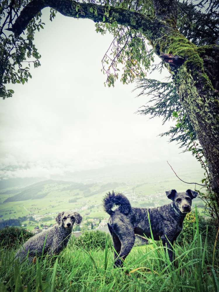 Hundetreffen-Sozial Walk-Profilbild