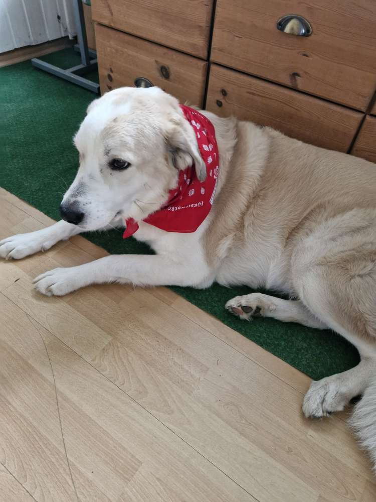 Hundetreffen-Einfach ne Gassirunde-Profilbild