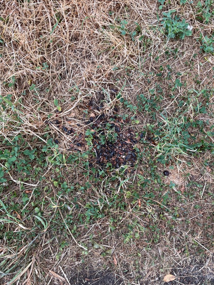 Giftköder-Giftköder-Profilbild