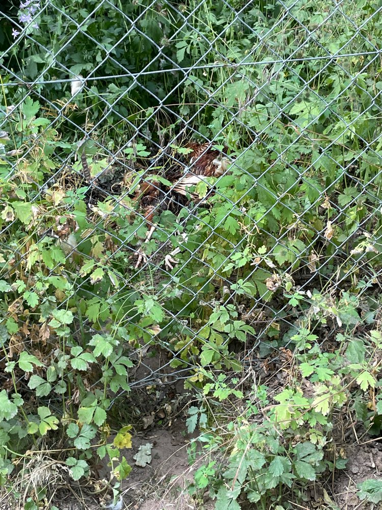 Giftköder-Gerissener Hahn-Profilbild