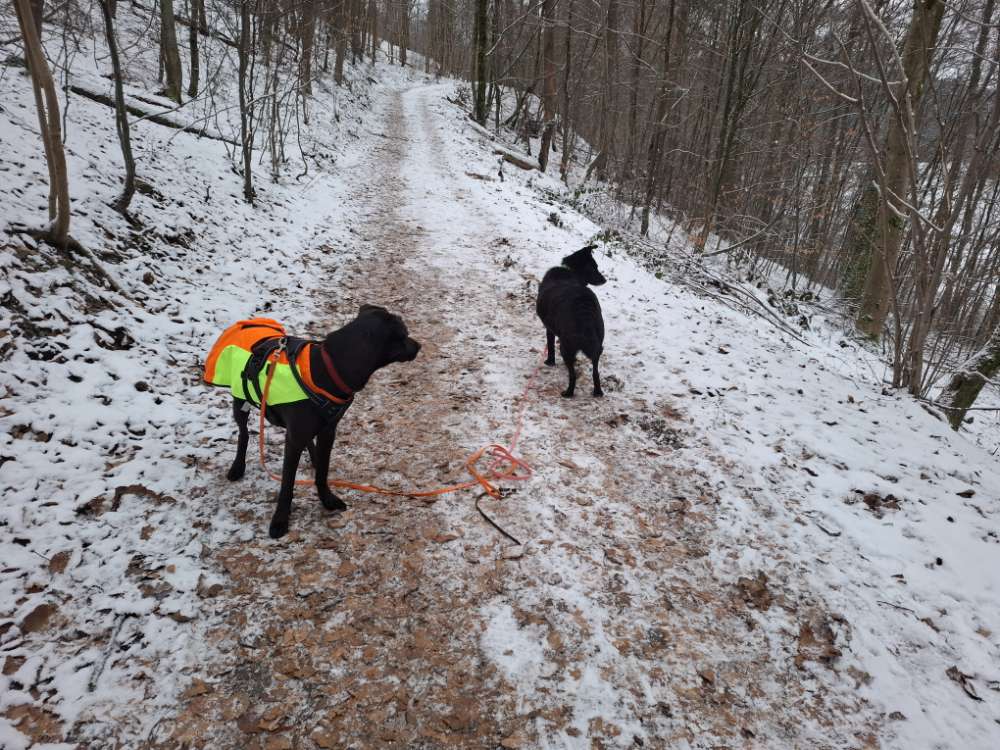 Hundetreffen-Spaziergänge, Wanderungen & gemeinsamer Austausch-Profilbild