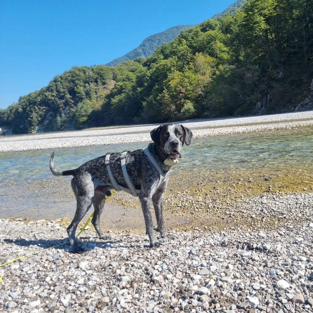 Hundetreffen-Canicross-Training-Profilbild