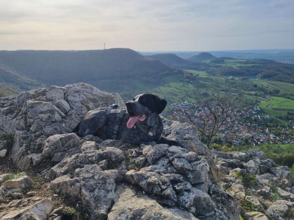 Hundetreffen-Gassi gehen / spielen-Profilbild