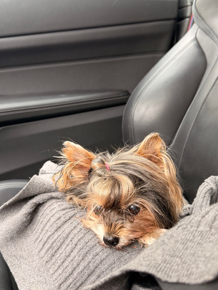 Hundetreffen-Ruhige kleine Hunde( gerne ältere)-Profilbild