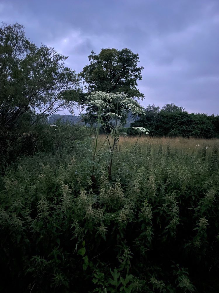 Giftköder-Riesenbärenklau direkt am Wegrand-Profilbild