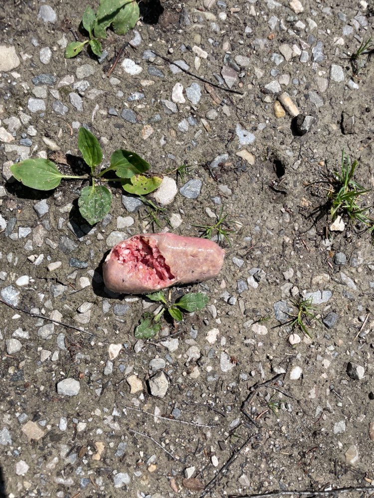 Giftköder-Viel verrottetes Fleisch am Wegrand-Profilbild