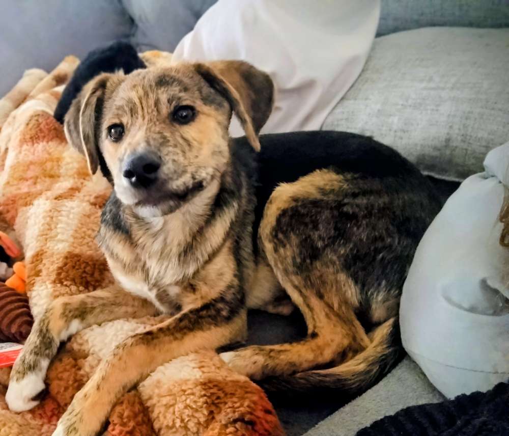 Hundetreffen-Welpentreffen in Marl-Profilbild