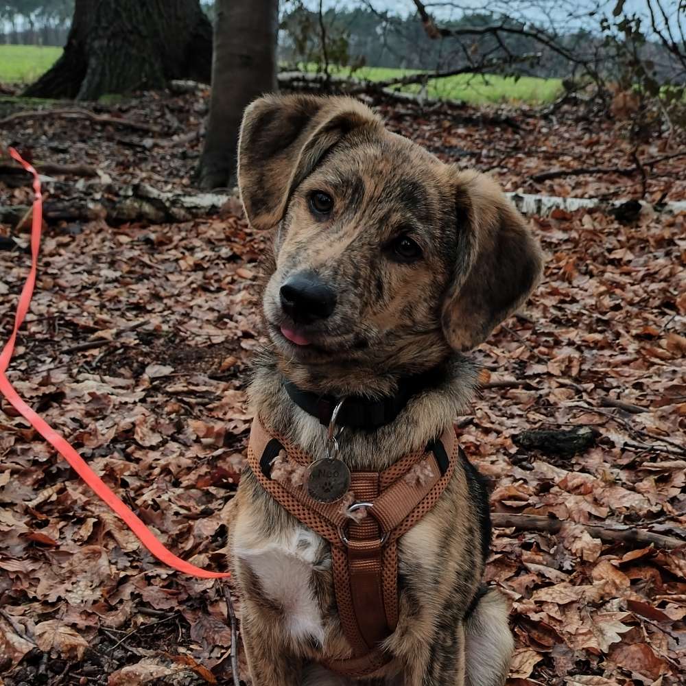 Hundetreffen-Welpentreffen in Marl-Profilbild
