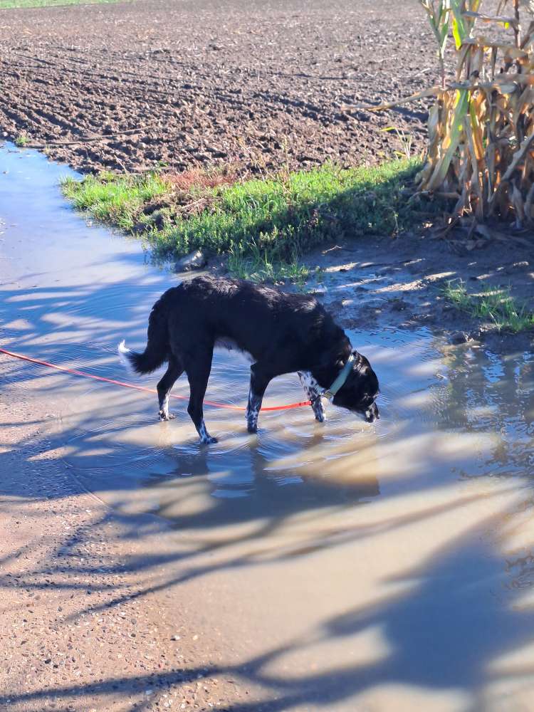Hundetreffen-Treffen für erwachsene/ältere Hunde-Profilbild