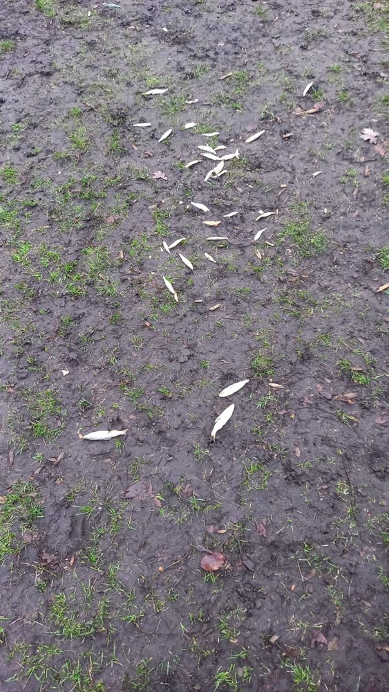 Giftköder-Kleine ausgelegte Fische-Profilbild